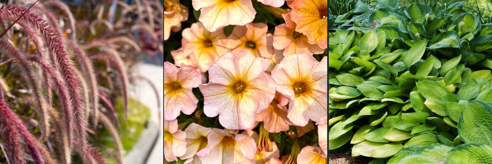 Flowers & Plants for Adopt-a-Parking Lot
